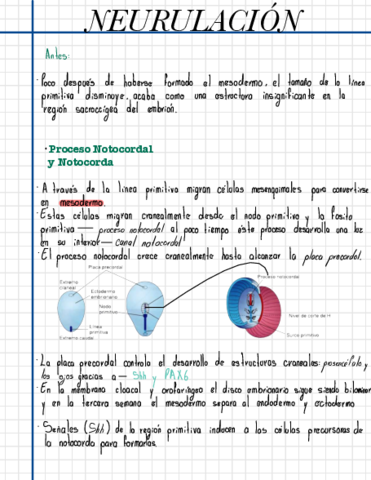 NEURULACION-.pdf