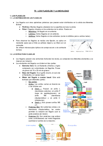 T5-MIC-Los-Flagelos-Y-la-Movilidad.pdf