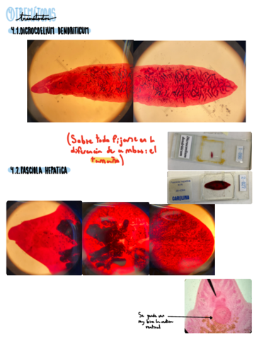 Practica-2-Huevos-de-helmintos-y-propios-helmintos-segunda-parte.pdf