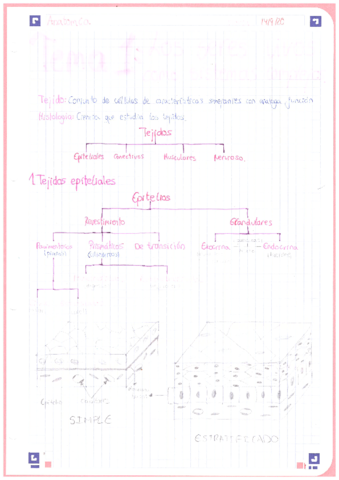 Anatomia-1oBACH-Tema-1.pdf