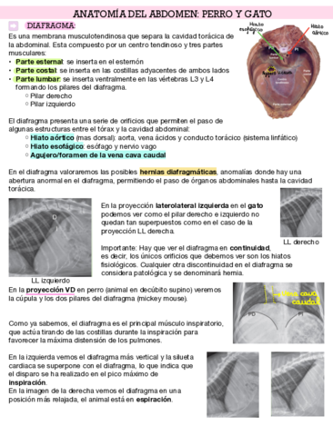 Anatomia-del-abdomen-.pdf