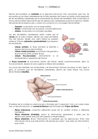 Tema 11. Cerebelo.pdf