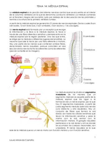 Tema 14. Médula espinal.pdf