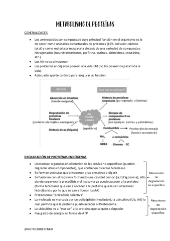 METABOLISMO-PROTEICO.pdf