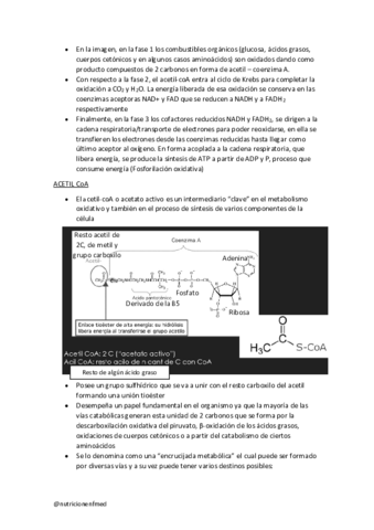 continuacion-metabolismo-oxidativo.pdf