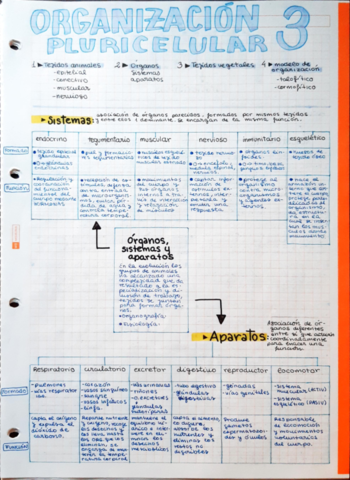 ORGANIZACION-PLURICELULAR-1BACH.pdf