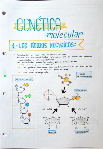 Genetica-Molecular-4ESO.pdf