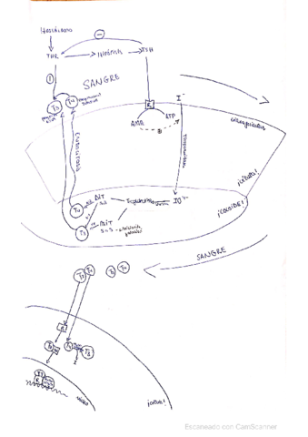 Dibujo-formacion-de-hormonas-tiroideas.pdf