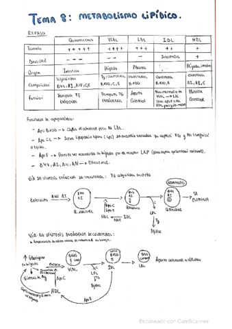 Metabolismo-lipidico.pdf