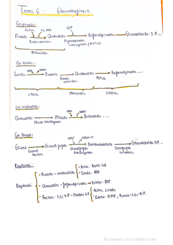 Repaso-de-gluconeogenesis.pdf