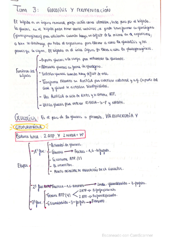 Repaso-de-glucolisis-y-fermentacion.pdf