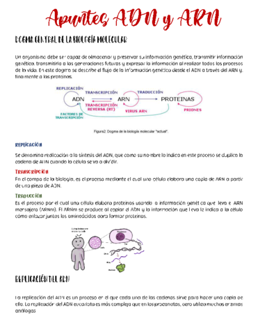 Apuntes-ADN-y-ARN.pdf