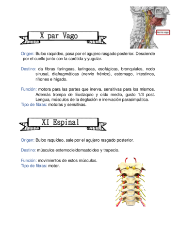 X-par-vago-y-XI-espinal.pdf