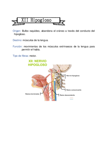 XII-hipogloso.pdf