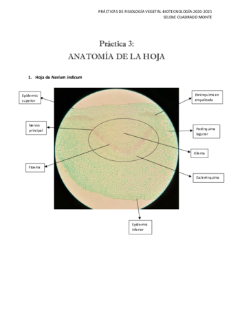 Informe-de-practicas.pdf