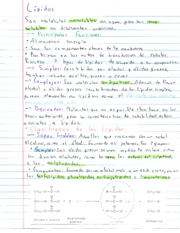 Resumen-Lipidos.pdf
