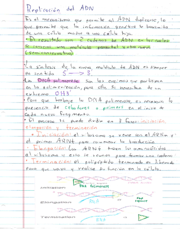 Resumen-Replicacion-de-ADN.pdf