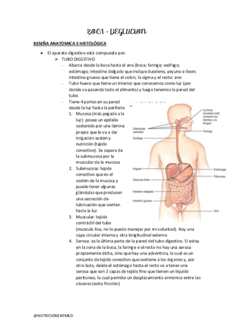 BOCA-DEGLUCION.pdf