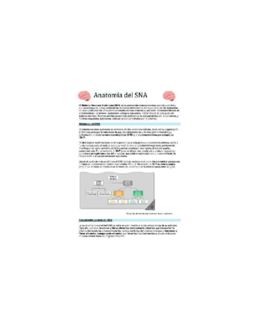 APUNTES-SISTEMA-NERVIOSO-AUTONOMO.pdf