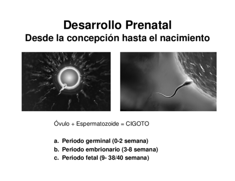 Tema-1-Desarrollo-Prenatal.pdf