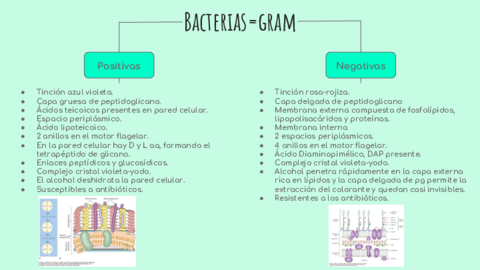 Cuadro-Sinoptico-de-Diferencias-entre-Bacterias-Gram-positivas-y-negativas.pdf