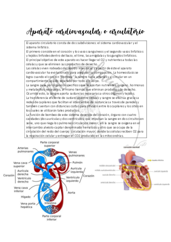 Aparato-cardiovascular-o-circulatorio.pdf