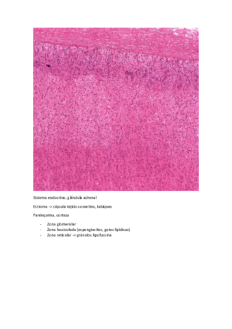 IMAGENES-EXAMEN-2021.pdf