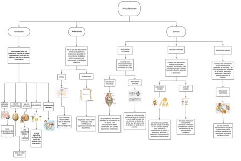 diagrama-de-las-articulaciones.pdf