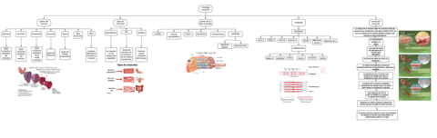 diagrama-fisiologia-muscular.pdf