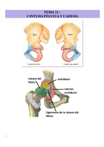 TEMA-11-cintura-pelvica-y-cadera.pdf