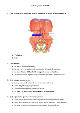 Anatomia-parcial-2020-2021.pdf