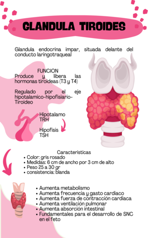 Glandula-tiroides.pdf