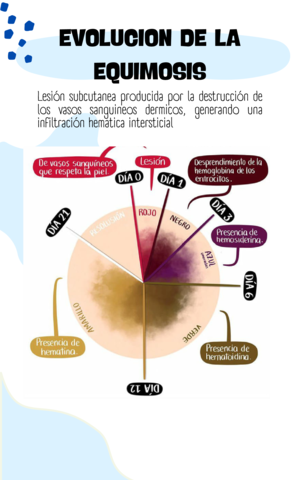 EVOLUCION-EQUIMOSIS.pdf