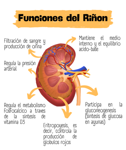 funciones-del-rinon.pdf