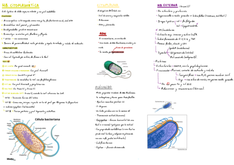 T2-Estructura-De-Las-Bacterias.pdf