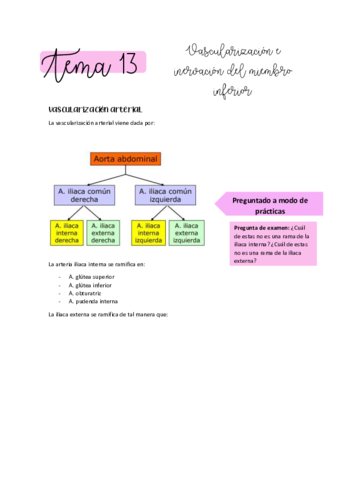ANATOMIA-T13.pdf