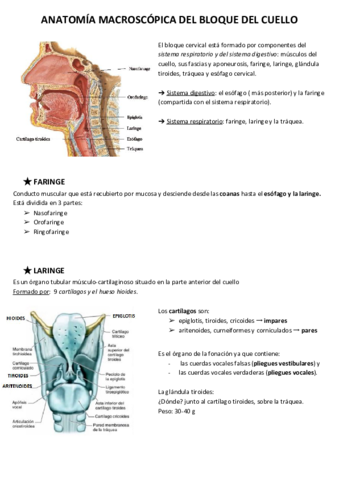 ANATOMIA-MACROSCOPICA-DEL-BLOQUE-DEL-CUELLO.pdf