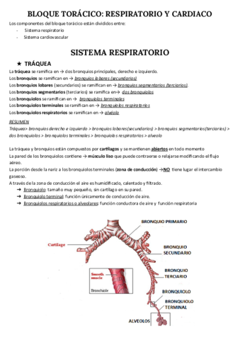 SISTEMA-RESPIRATORIO.pdf