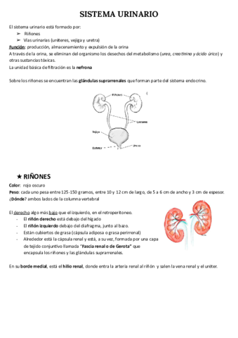 SISTEMA-URINARIO.pdf