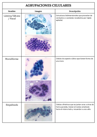 AGRUPACIONES-CELULARES.pdf