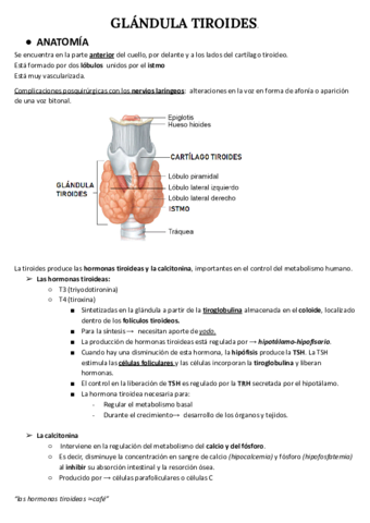 GLANDULA-TIROIDES.pdf