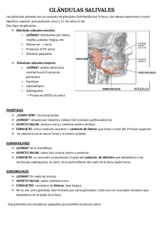 GLANDULAS-SALIVALES.pdf