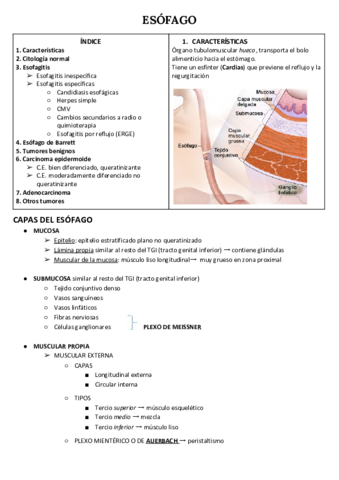 ESOFAGO.pdf