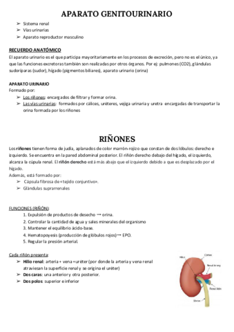 RINONES-Y-VIAS-URINARIAS.pdf