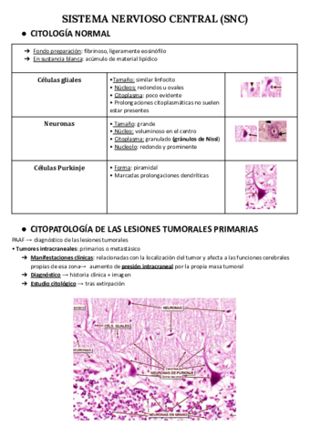 SISTEMA-NERVIOSO-CENTRAL.pdf