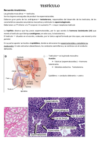 TESTICULO.pdf