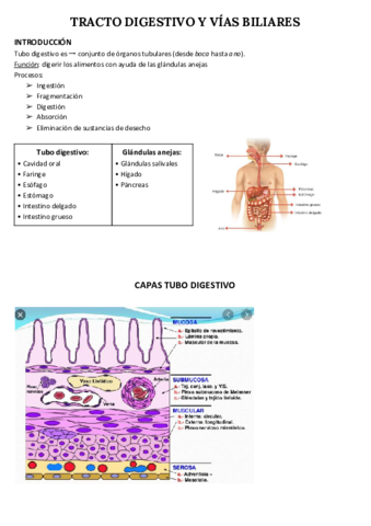 Tracto-digestivo-y-vias-biliares.pdf