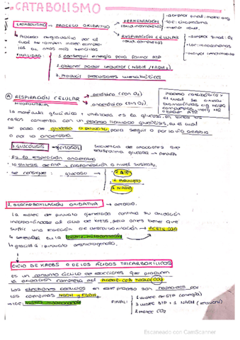esquema-catabolismo.pdf