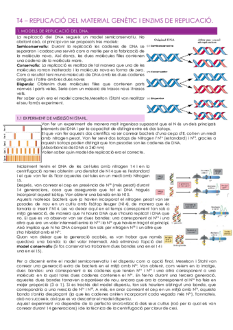 T4---REPLICACIO-DEL-MATERIAL-GENETIC-I-ENZIMS-DE-REPLICACIO.pdf