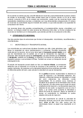 NEURO-T2.pdf